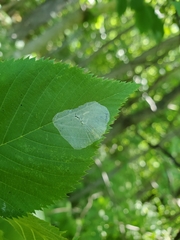 Phyllonorycter tritaenianella