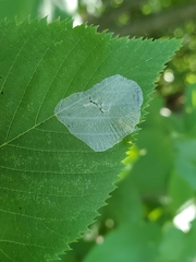 Phyllonorycter tritaenianella