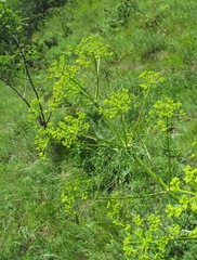 Bilacunaria microcarpos