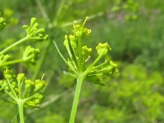Bilacunaria microcarpos