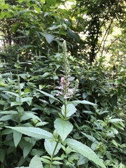 Teucrium canadense occidentale