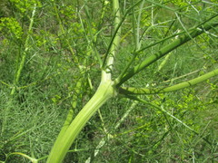 Bilacunaria microcarpos
