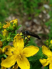 Neoitamus socius
