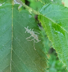Caloptilia ostryaeella