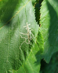 Caloptilia ostryaeella