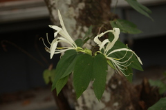 Bauhinia tarapotensis