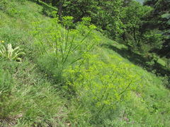 Bilacunaria microcarpos