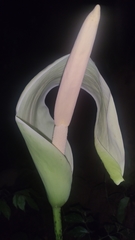 Amorphophallus krausei