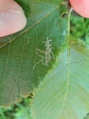 Caloptilia ostryaeella