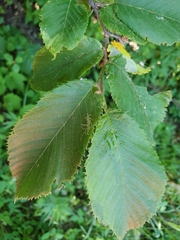 Caloptilia ostryaeella