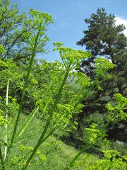 Bilacunaria microcarpos