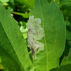 Calycomyza frickiana