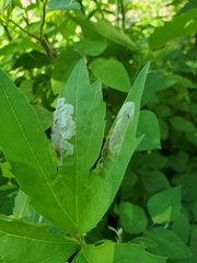 Calycomyza frickiana