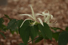 Bauhinia tarapotensis
