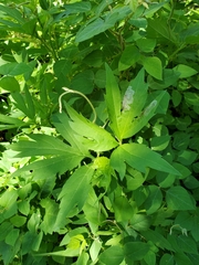 Calycomyza frickiana