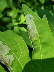 Calycomyza frickiana