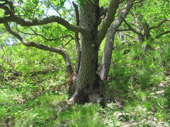 Quercus macranthera