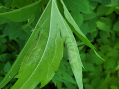 Calycomyza frickiana
