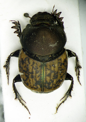 Palaeonthophagus