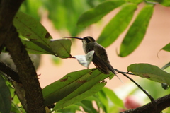 Phaethornis anthophilus