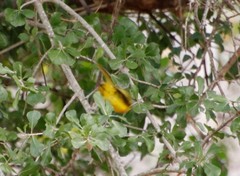 Malaconotus blanchoti hypopyrrhus