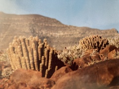 Hoodia