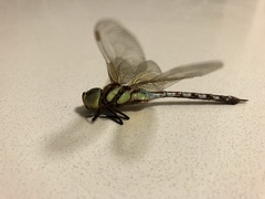 Anaciaeschna jaspidea