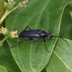 Typocerus lugubris