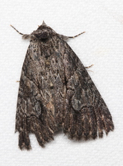 Crioa acronyctoides