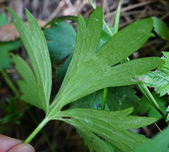 Ranunculus tuberosus