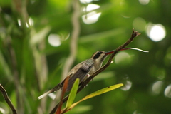 Phaethornis anthophilus