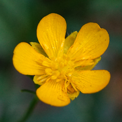 Ranunculus tuberosus