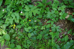 Ranunculus tuberosus