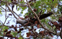Corythaixoides concolor concolor