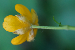 Ranunculus tuberosus