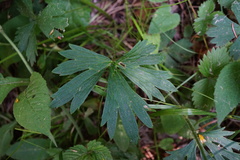 Ranunculus tuberosus