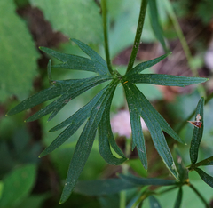 Ranunculus tuberosus