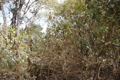 Barleria albostellata