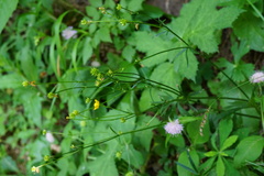 Ranunculus tuberosus