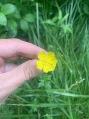 Ranunculus acris