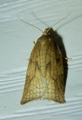 Sparganothis xanthoides