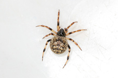 Dipoena melanogaster