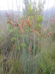 Elegia thyrsoidea