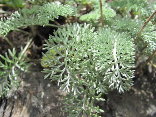 Archanthemis marschalliana