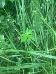 Ranunculus acris
