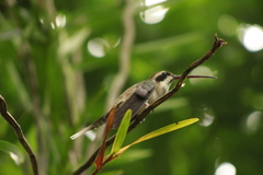 Phaethornis anthophilus