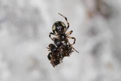 Dipoena melanogaster