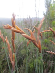 Elegia thyrsoidea