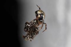 Dipoena melanogaster