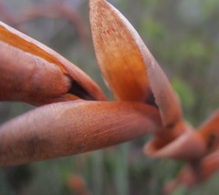 Elegia thyrsoidea